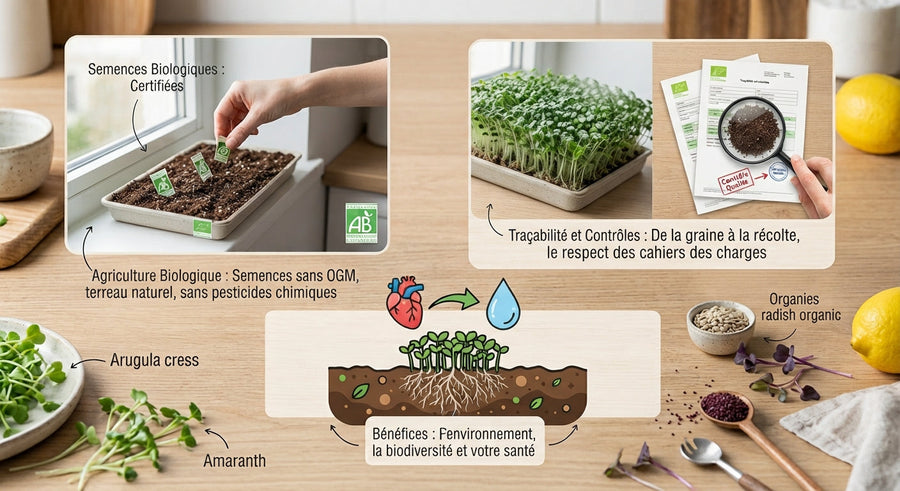 Graines bio pour micropousses : certification, réglementation et mentions à comprendre